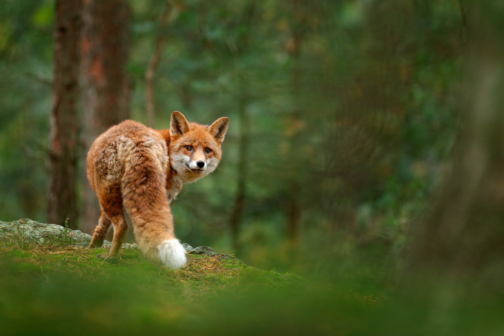 Die Besonderheiten der 12 Krafttiere: Foto: © Ondrej Prosicky / shutterstock / #749632714