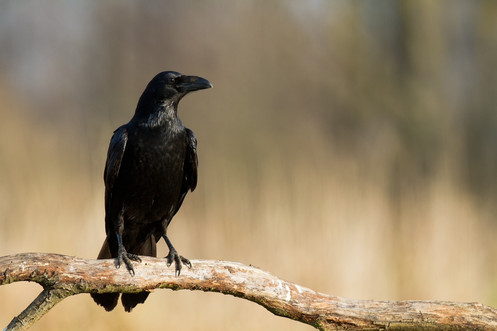 Krafttiere begleiten Ihr Leben: Foto: © Marcin Perkowski / shutterstock / #375301594